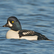 Male. Note: steep forehead, and white crecent on face. Black meets water towards front of sides (compare male Common Goldeneye). Male. Note: steep forehead, and white crecent on face. Black meets water towards front of sides (compare male Common Goldeneye).
