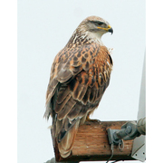 Adult Adult