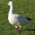 Note: round head and short bill (with smaller "grin patch" in comparison to Snow Goose)